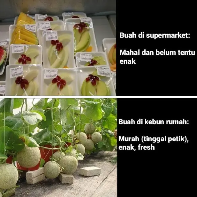 7 Meme Beda Buah Saat di Supermarket dengan di Rumah Ini Bikin Tepuk Jidat