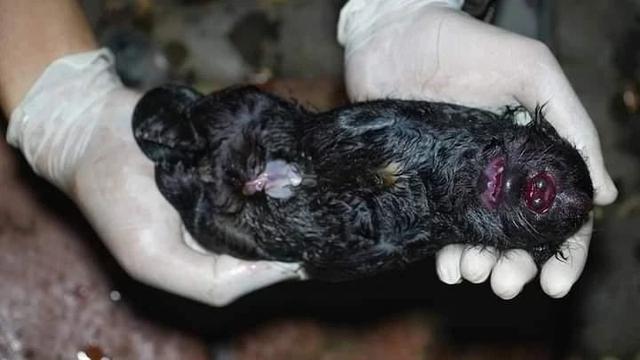 Irfan Hakim Takjub Dapati Kondisi Bayi Binturong Miliknya yang Lahir dengan Satu Mata dan Bertanduk: Allah Maha Pencipta Segala Bentuk. (instagram.com/irfanhakim75)