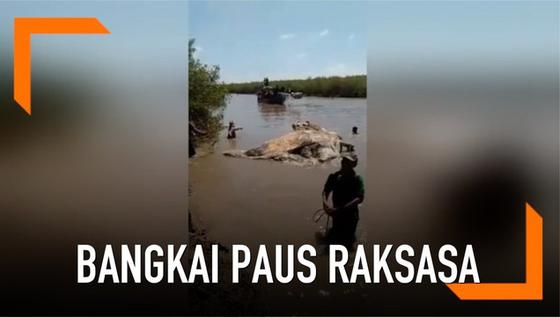 VIDEO: Penemuan Bangkai Paus Raksasa Sepanjang 10  Meter