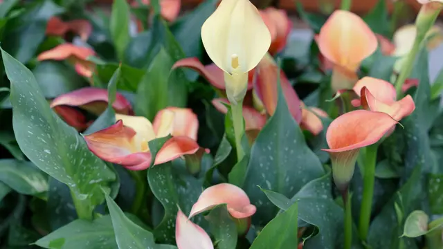 Ilustrasi Peach Lily/Photo by Elisabeth Rausch on Unsplash