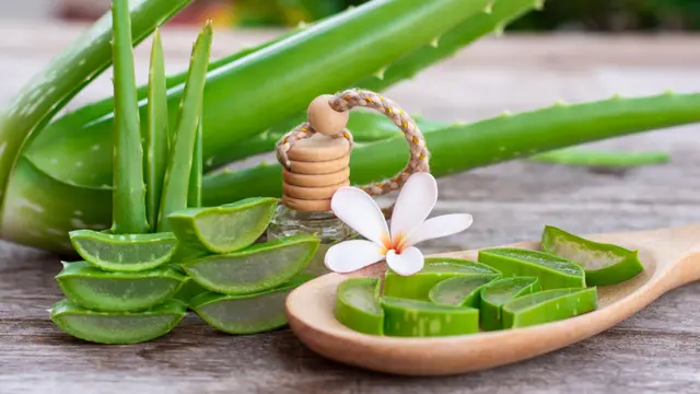 ilustrasi manfaat lidah buaya/NIKCOA/shutterstock