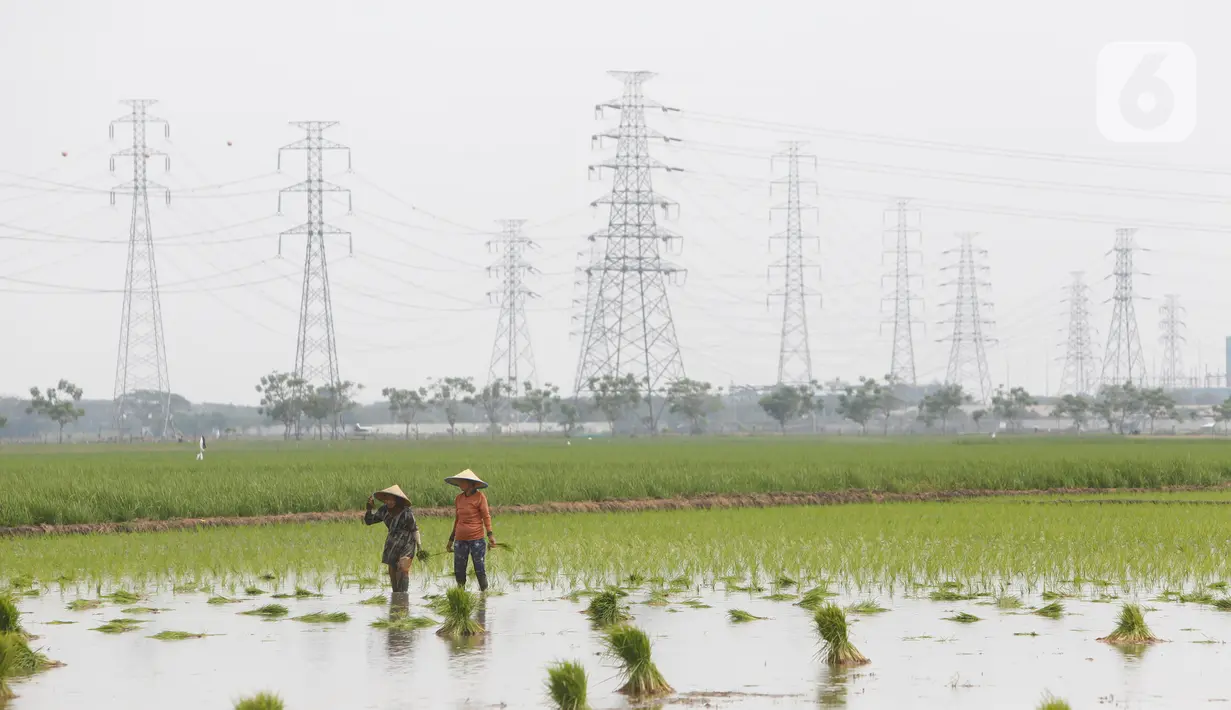 Petani berjalan di sawah di Kabupaten Tangerang, Senin (9/8/2021). Mentan Syahrul Yasin Limpo mengatakan sektor pertanian tahan terhadap dampak pandemi COVID-19 yang menyebabkan pertumbuhan ekonomi di sektor lain negatif, sementara di pertanian selalu positif. (Liputan6.com/Angga Yuniar)