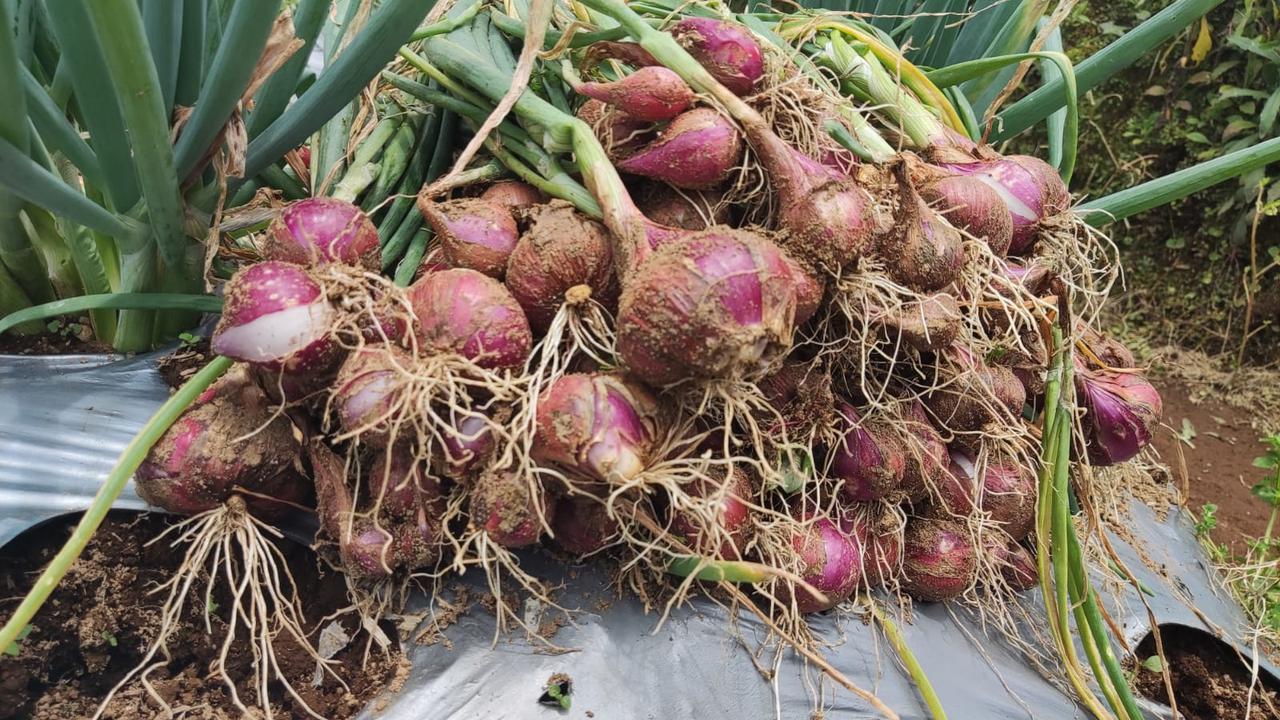 Panen Perdana Bawang Merah Food Estate Wonosobo Capai 12,3 ton per Hektare