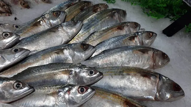 Ikan.