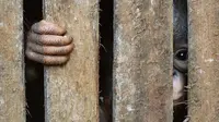 Miris, Bayi Orang Utan Dikurung di Kandang Mini di Ketapang