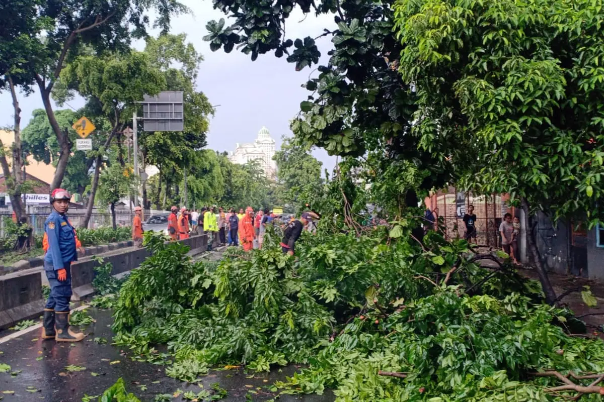 Pohon Tumbang di Jalan Raya Pos Pengumben