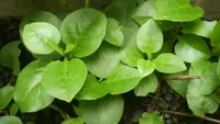 Manfaat Daun Binahong untuk Kesehatan Kulit
