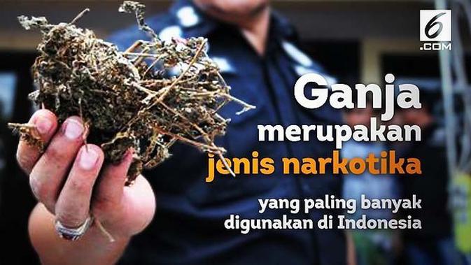 Video Kenapa Ganja Dilarang Di Indonesia News Liputan6 Com