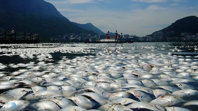 Ribuan Ikan Mati Penuhi Danau Tempat Olimpiade Dayung Brasil Global Liputan6 Com Saiful apek, maya karin sypnosis ribuan ikan mati penuhi danau tempat