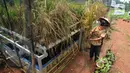 Warga memanen padi hitam yang dihasilkan dari terapan teknologi hidroganik di RW 012, Pengasinan, Depok, Jawa Barat, Senin (15/2/2021). Teknologi hidroganik diterapkan pada lahan fasos yang terbengkalai sebagai langkah awal ketahanan pangan di masa pandemi. (merdeka.com/Arie Basuki)