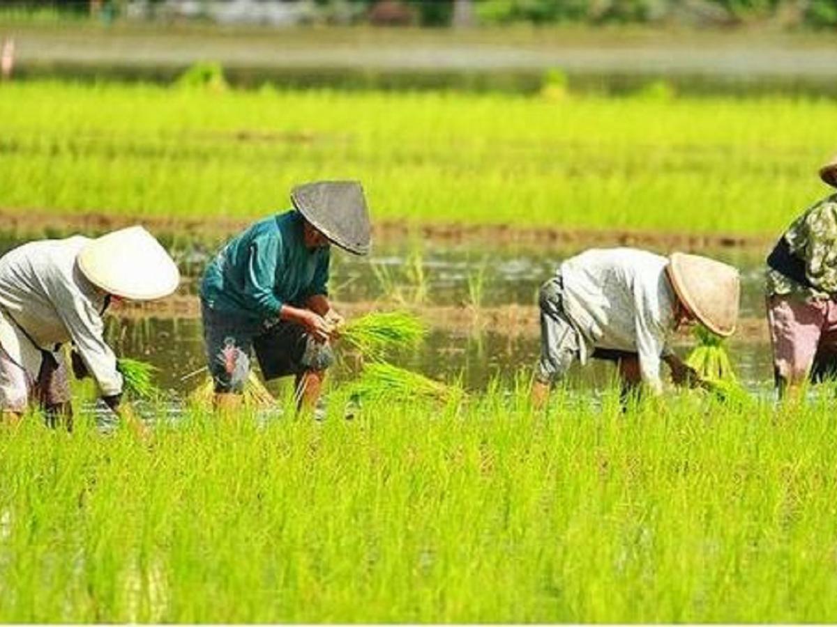 Latar Belakang Kegiatan Pertanian Tradisional Di Malaysia Segala Macam Metode Untuk Riset 8135