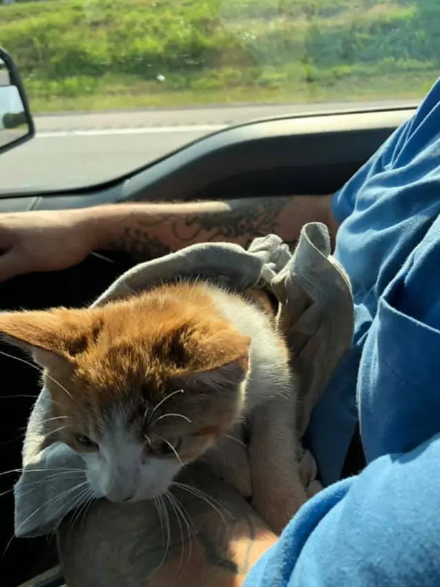 Penyelamatan Kucing