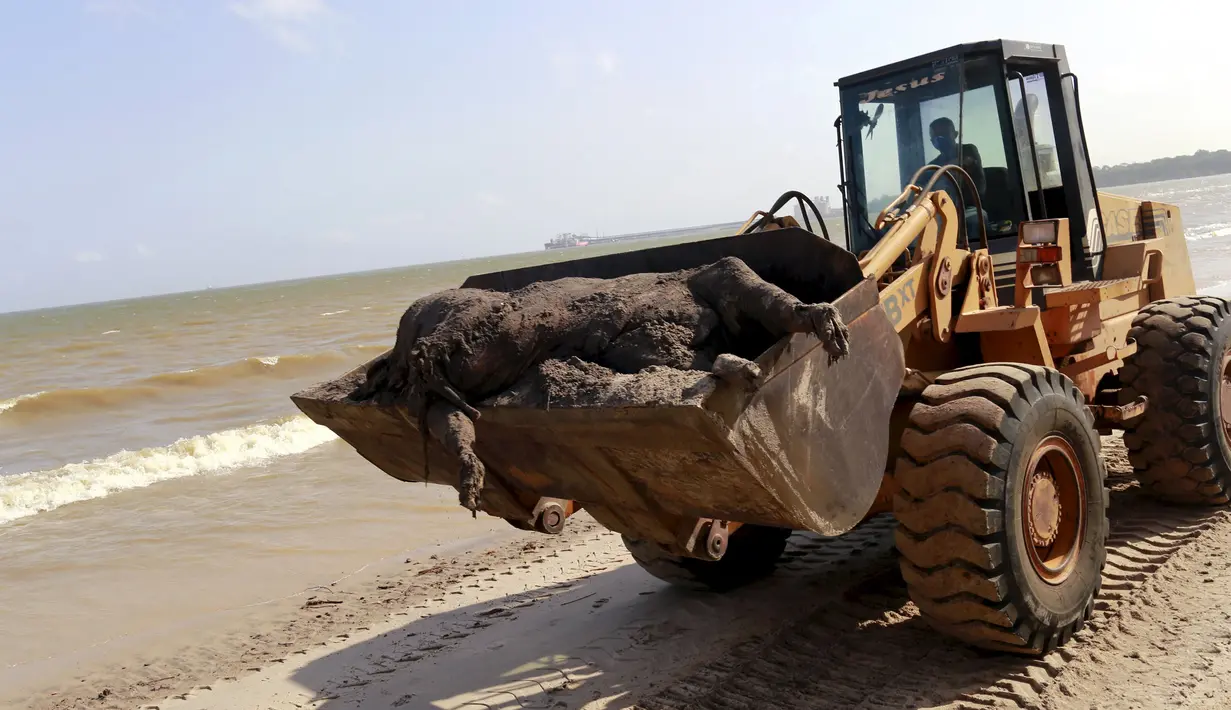 Petugas Pantai mengangkut bangkai sapi yang terdampar di pinggir Pantai Utara, Brazil, Selasa (13/10/2015).  Kapal Lebanon tersebut  membawa sekitar 5.000 ekor sapi dan  750 ton minyak yang tenggelam pelabuhan di kota Barcarena. (REUTERS/Tarso Sarraf)