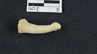 Tulang jari tangan dan kaki melengkung, menunjukkan pendakian masih merupakan kegiatan penting bagi spesies ini. (Callao Cave Archaeology Project)