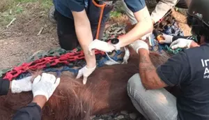 Orangutan yang Pingsan Terpapar Asap Kebakaran Hutan Kalimantan Akhirnya Mati