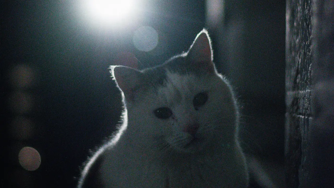 Kucing