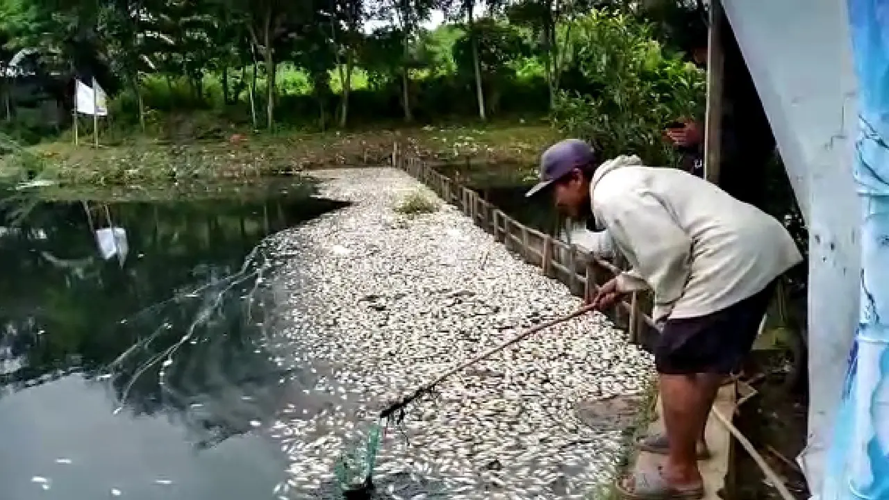 Ribua ekor ikan tawar yang dibudidayakan di Setu Citongtut, Desa Cicadas, Kecamatan Gunungputri Kabupaten Bogor mati mendadak.