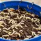 10 Cara Ternak Maggot dari Ember Bekas untuk Kurangi Sampah Dapur, Hasilkan Pakan dan Pupuk