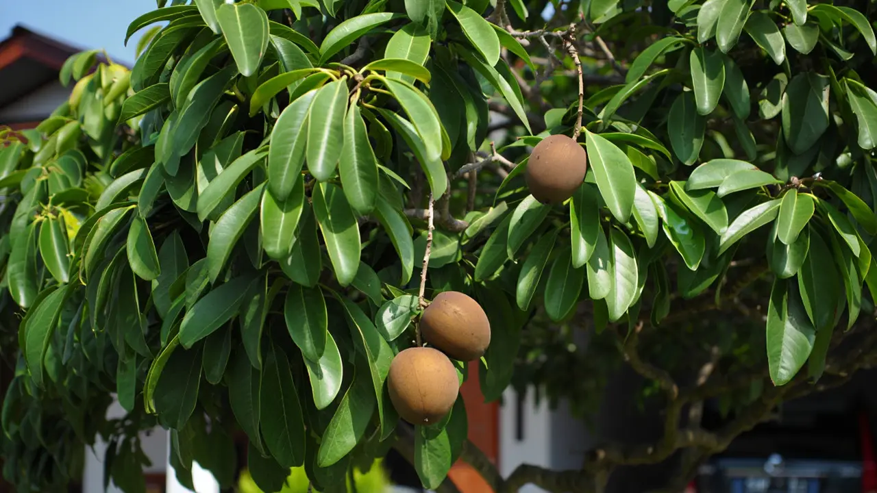 Pohon Buah yang Cantik untuk Dekorasi Teras Rumah (AI)