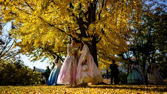 Pohon Ginkgo Wisata Musim Gugur di Korsel