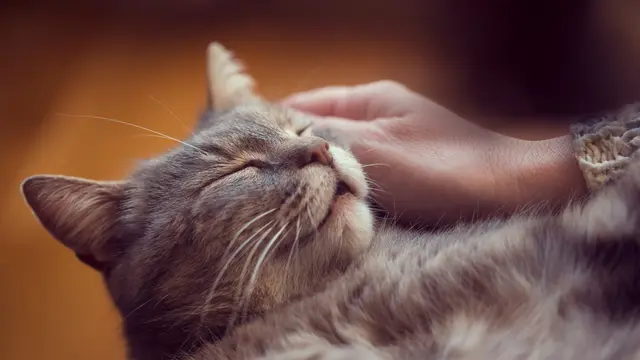 Kiat Tepat Mengelus Kucing, Dijamin Bebas Risiko Cakar dan Gigitan