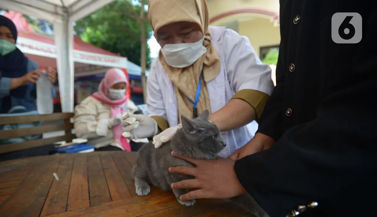 Paramedis menyuntikkan vaksin anti rabies kepada seekor kucing di Kecamatan Duren Sawit, Jakarta, Selasa (7/6/2022). Vaksin rabies yang diberikan secara gratis ini juag untuk mewujudkan Jakarta menjadi wilayah zona bebas rabies. (merdeka.com/Imam Buhori)