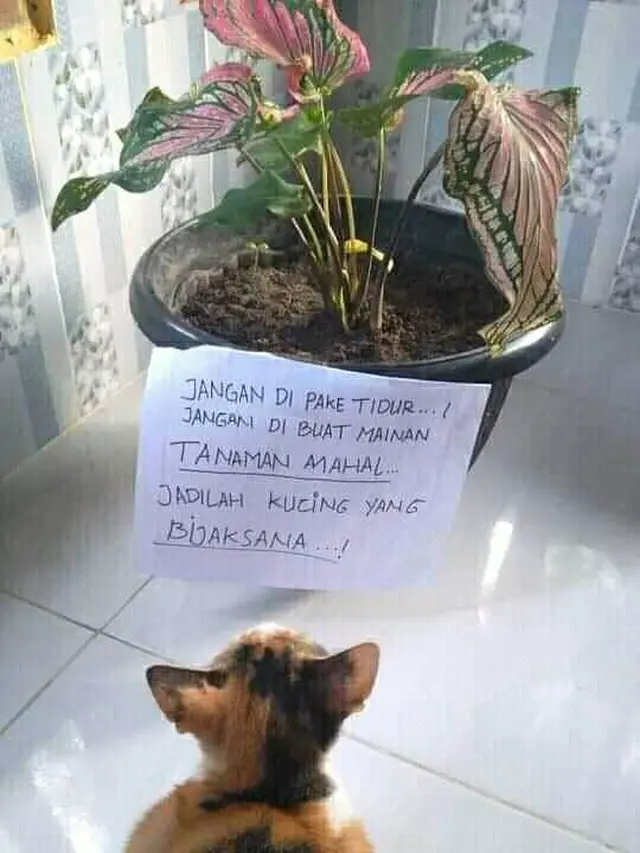 6 Pesan Untuk Kucing Lewat Tulisan Kertas Ini Nyeleneh, Bikin Ngakak