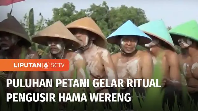 Petani di Kecamatan Delanggu, Klaten, Jawa Tengah, punya cara tersendiri mengusir hama wereng. Bukan dengan insektisida, para petani mengusir hama wereng dengan ritual. Sebuah pendekatan kultural yang diikuti puluhan petani.