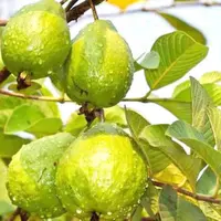 Siapa tahu beberapa obat jerawat ini juga ada di halaman rumah kamu... (Foto: caramerawatrambutampuh.blogspot.co.id)