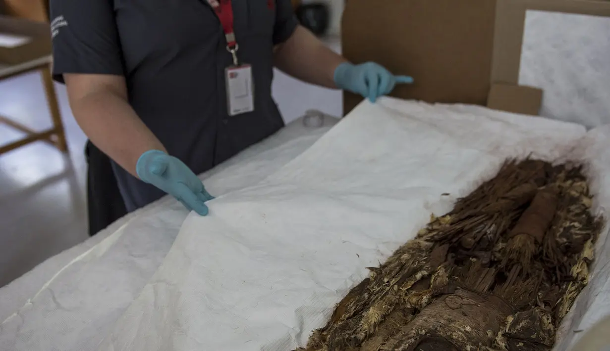 Ahli antropologi Chile, Veronica Silva menunjukkan salah satu mumi tertua di National Museum of Natural History di Santiago, Chile (16/12). Para peneliti Chile tengah meminta status mumi kuno ini kepada UNESCO. (AFP PHOTO/Martin Bernetti)