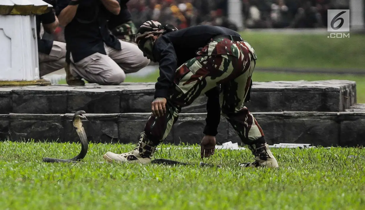 Prajurit Kopassus mendekati ular kobra saat atraksi menjinakan satwa reptil itu pada Upacara Penyerahan Satuan di Lapangan Mako Kopassus, Jakarta, Jumat (23/3). Satuan Kopassus resmi dipimpin Mayjen TNI Eko Margyono. (Liputan6.com/Faizal Fanani)
