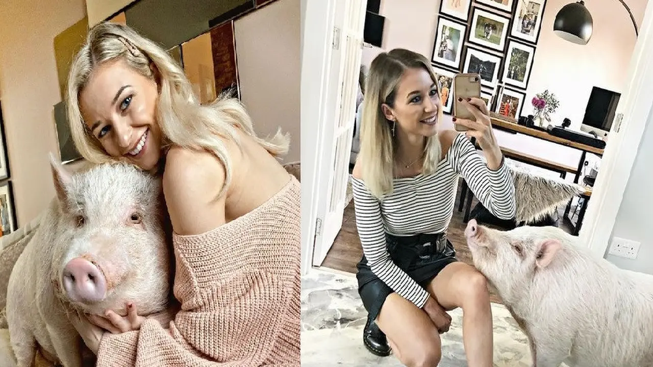Youtuber pelihara babi