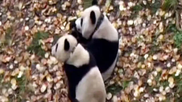 Liputan6 Siang 03-11-2013 |3| Busana Adat Nusantara, Berburu Barang Antik, Pelatihan Alam Panda, Peringatan Kematian Meksiko