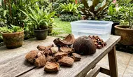 7 Cara Menanam Anggrek dengan Sabut Kelapa agar Subur dan Cepat Berbunga