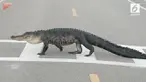 Heboh ada seekor buaya yang menyeberang jalan dan membuat masyarakat takjub.