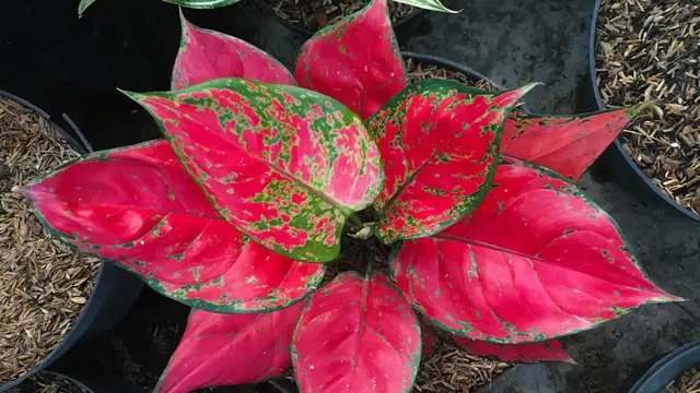 ilustrasi agolnema tiara/shutterstock