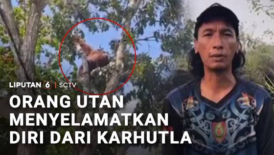 Orang Utan Menyelamatkan Diri dari Karhutla