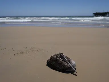 Seekor pelikan yang sakit duduk di pantai di Pantai Newport, California, Selasa, 7 Mei 2024. Belum jelas apa yang membuat burung-burung itu sakit. (AP Photo/Jae C. Hong)