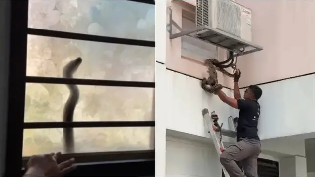 Momen Ular Piton Coba Masuk ke Jendela Rusun Lantai 2, Bikin Penghuni Rumah Heboh