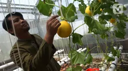 Seorang petani kota memanen buah Melon Golden di kawasan  pemukiman  pemulung, Jakarta, Jumat (18/11/2022). Penanaman buah melon dengan sistem hidroponik  mampu memanen  buah melon sebanyak 160 buah dengan masing-masing berat per buahnya antara 1 hingga 1,5 kilogram di lahan urban farming sempit. (merdeka.com/Imam Buhori)