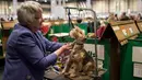 Seorang wanita merapihkan bulu anjing Bedlington Terrier-nya sebelum tampi pada hari kedua pertunjukan anjing Crufts di National Exhibition Centre di Birmingham, Inggris tengah, (9/3). (AFP Photo/Oli Scarff)