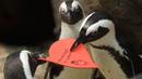 Dua penguin Afrika berebut kartu valentine berbentuk hati di California Academy of Sciences, San Francisco, Rabu (12/2/2020). Penguin secara alami membangun sarang menggunakan kartu ucapan dari bahan itu dan menarik lawan jenis untuk meningkatkan populasi mereka yang terancam punah. (AP/Jeff Chiu)