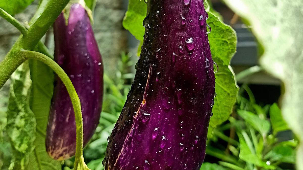 8 Cara Menanam Terong di Polybag Agar Panen Melimpah Meski Lahan Terbatas