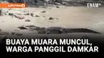 Geger! Buaya Muara Muncul di Tempat Wisata, Warga Langsung Panik!