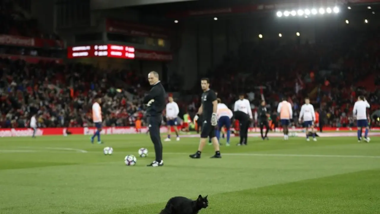 Kucing hitam menganivasi lapangan pertandingan Liverpool melawan Manchester United