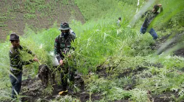 Petugas TNI memusnahkan tanaman ganja di sebuah ladang di Indrapuri, Aceh, Kamis (26/4). Tim gabungan Polri, TNI, dan BNN menemukan 9,9 hektare ladang ganja, 7 hektare di antaranya siap dipanen. (AFP/Chaideer Mahyuddin)