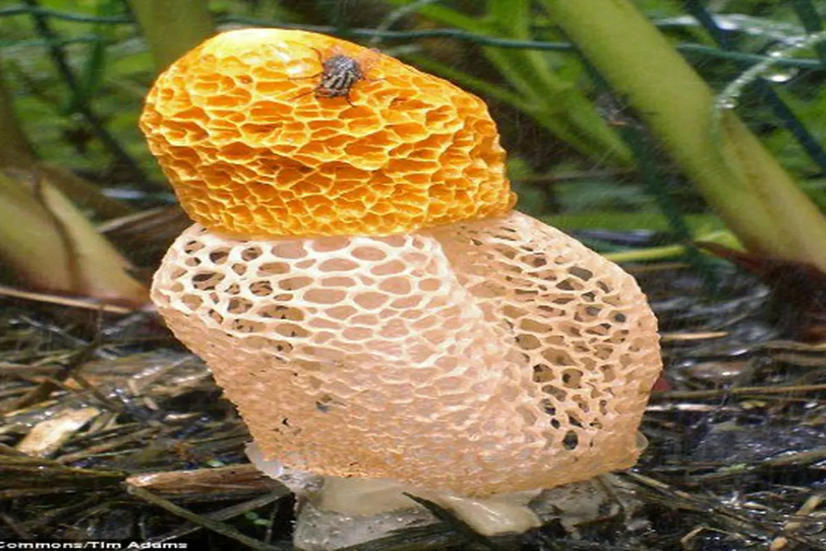 Jamur dictyophora2