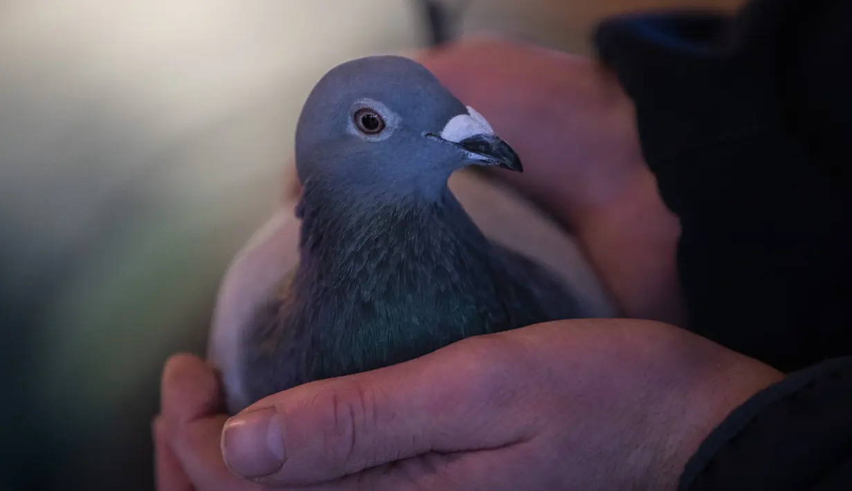 Karyawan Pipa, balai lelang Belgia untuk merpati balap, menunjukkan merpati bernama New Kim setelah dilelang di Knesselare pada 15 November 2020. Burung merpati berusia dua tahun itu menjadi burung termahal dengan harga mencapai Rp 26 miliar yang dibeli oleh miliarder China (AP Photo/Francisco Seco