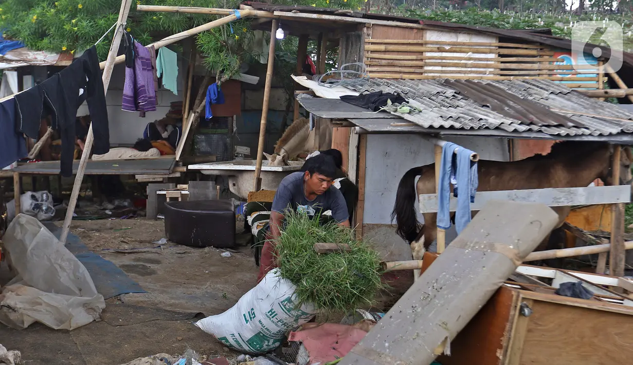 Pekerja menyiapkan pakan kuda di kampung delman kawasan Menteng Dalam, Jakarta, Senin (27/9/2021). PPKM membuat pendapatan perkerja delman jauh menurun, bahkan sebagian pekerja harus pulang kampung lebih dulu. (Liputan6.com/Herman Zakharia)