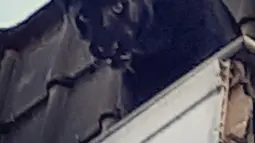 Seekor Black Panther saat berada di atap rumah warga di Armentières, Prancis (19/9/2019). Saksi menuturkan seekor macan kumbang (panther) besar tersebut memanjat dan berkeliaran di lantai dua rumah sebelum akhirnya masuk melalui jendela. (Photo by HO/Sapeurs-pompiers du Nord/AFP)